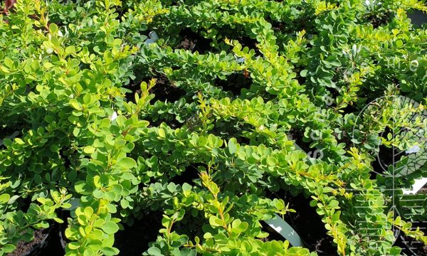 Tunbergo-raugerškis-Berberis-thunbergii-Green-Carpet