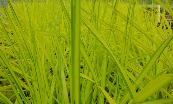 Viksva-Carex-elata-Aurea
