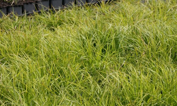 Viksva-Carex-montana-Raureif