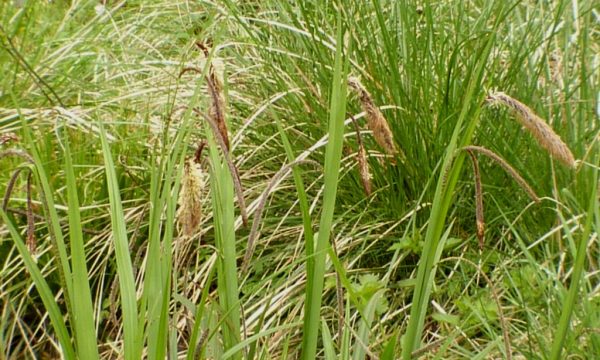 Viksva-Carex-pendula-Carex-pendula