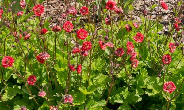 Ziognagė-raudonoji-Geum-rivale-Flames-of-Passion