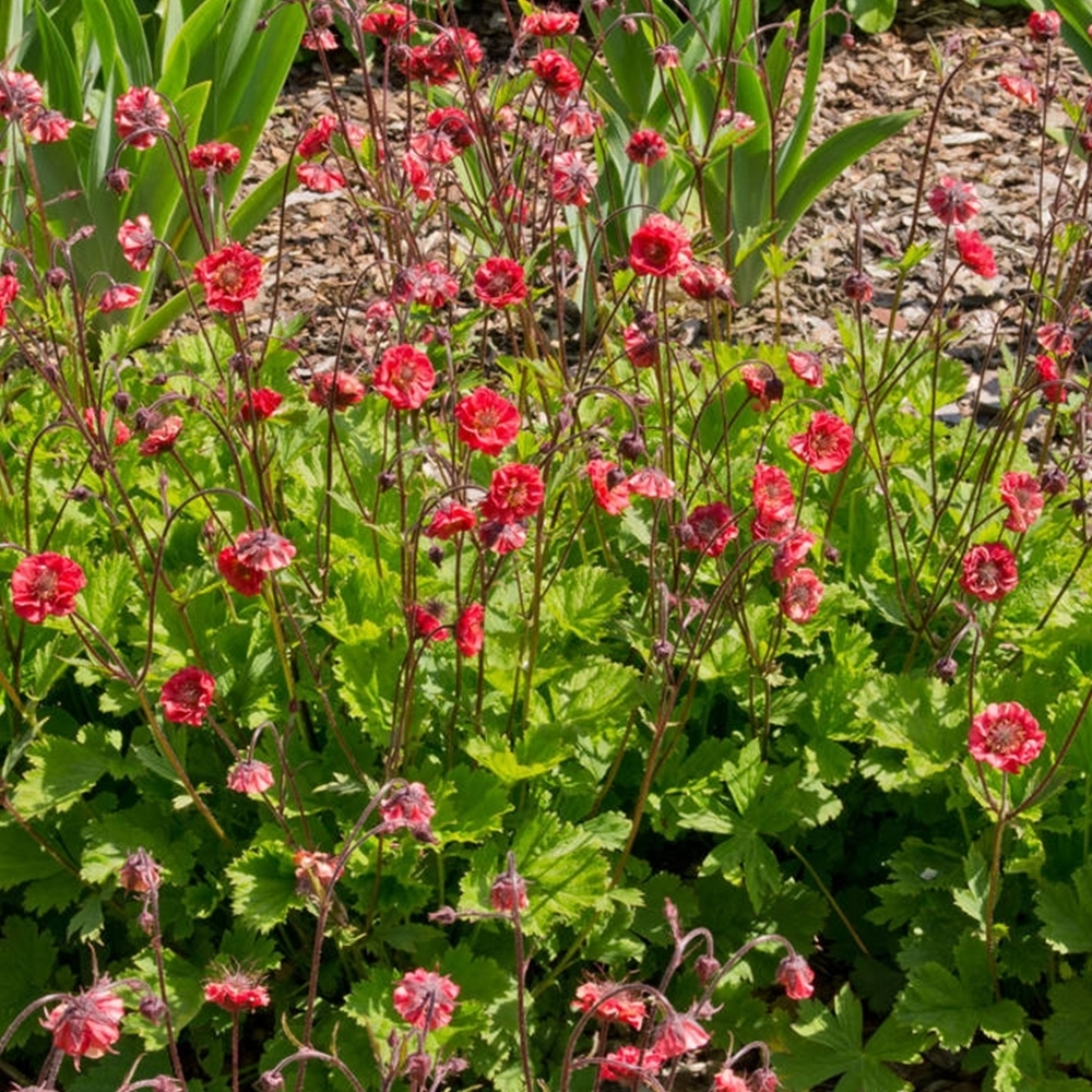 Ziognagė raudonoji Geum rivale Flames of Passion Ziognagė-raudonoji-Geum-rivale-Flames-of-Passion