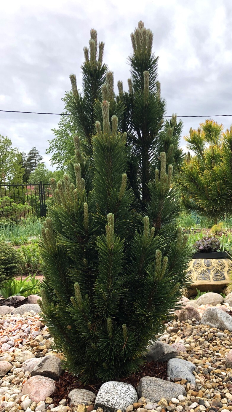 Pušis kalninė (Pinus mugo) ‘Andrzej’