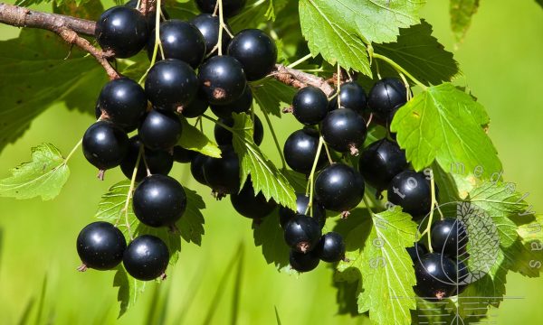 Serbentai-juodieji-Ribes-rubrum-Titania