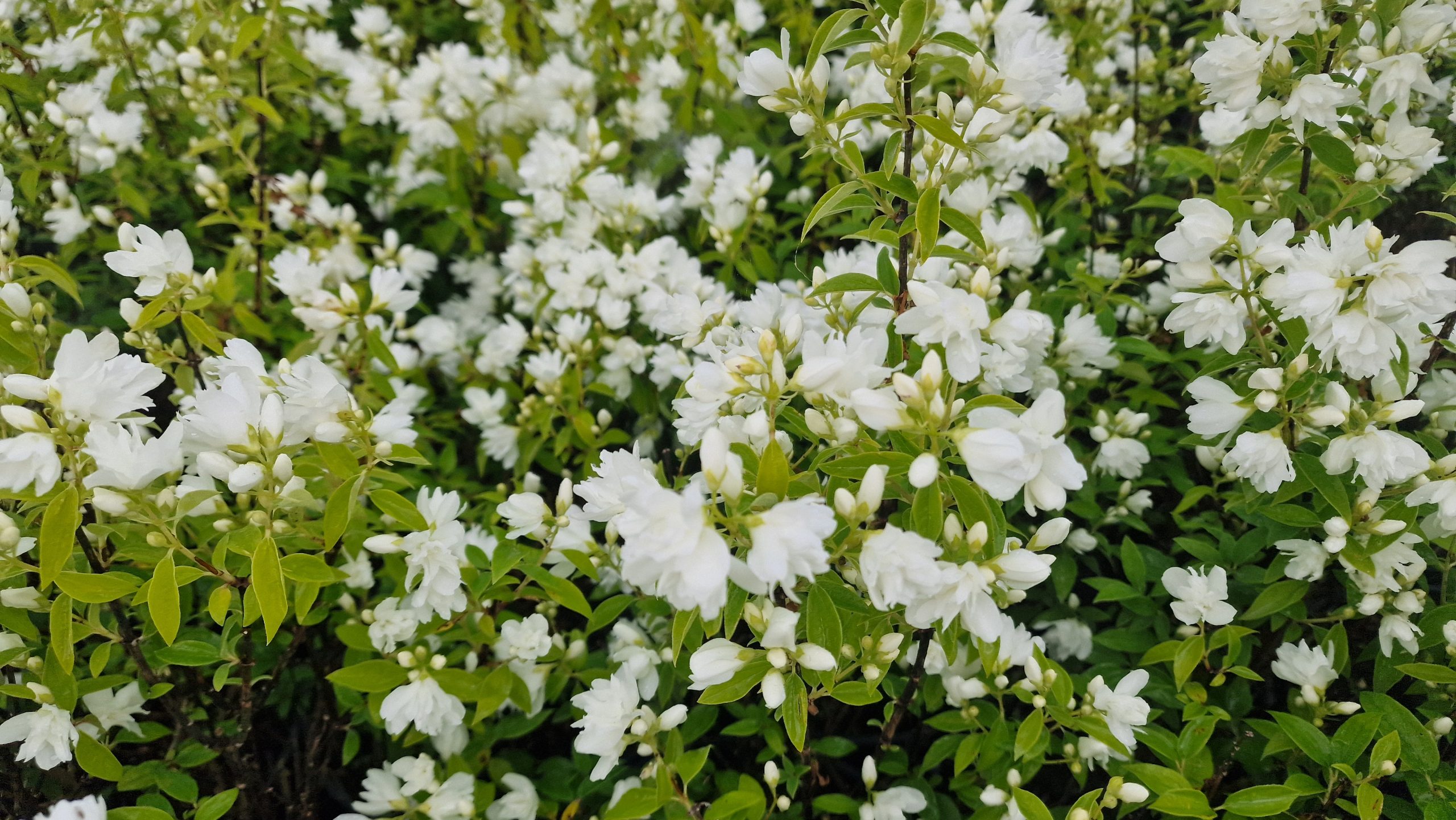 Jazminas Philadelphus Snowbelle Jazminas Philadelphus Snowbelle