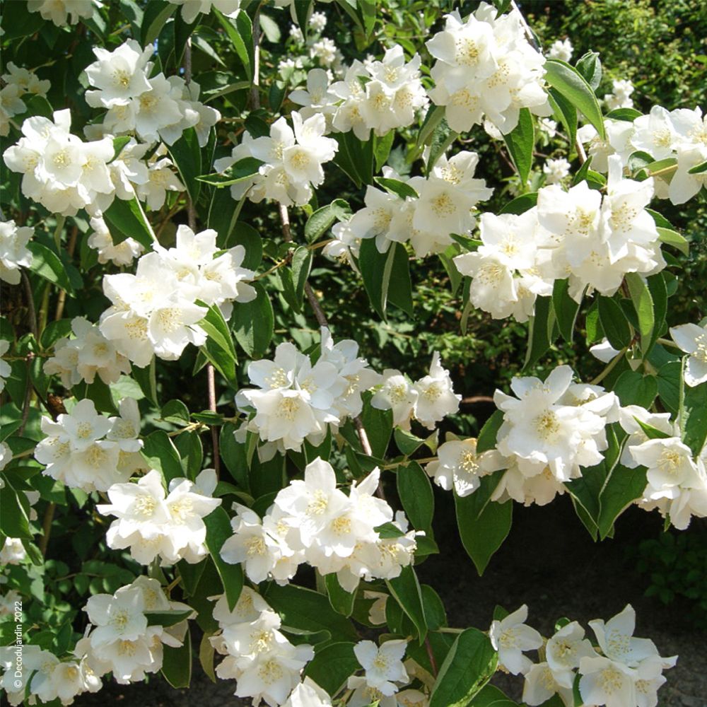 Jazminas (Philadelphus) ‘Virginal’