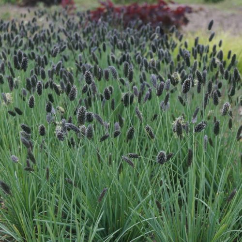 Pavasarinis mėlitas (Sesleria nitida) (JS Sowieso pbr)