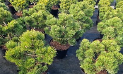 Pušis juodoji Pinus nigra Hornibokiana