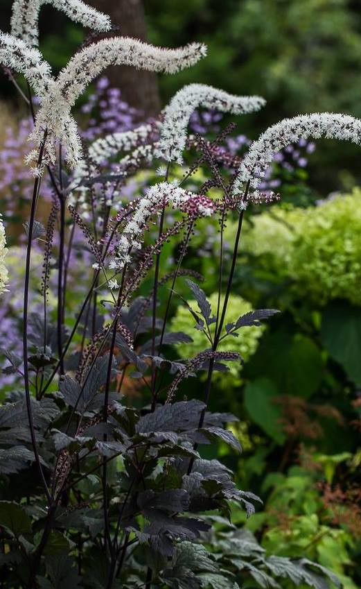 Blakėžudė (Juodžolė) – Actaea (cimicifuga simplex) ‘Black Negligee’