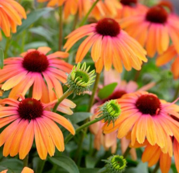Ežiuolė (Echinacea) ‘Fountain Orange Bicolour’