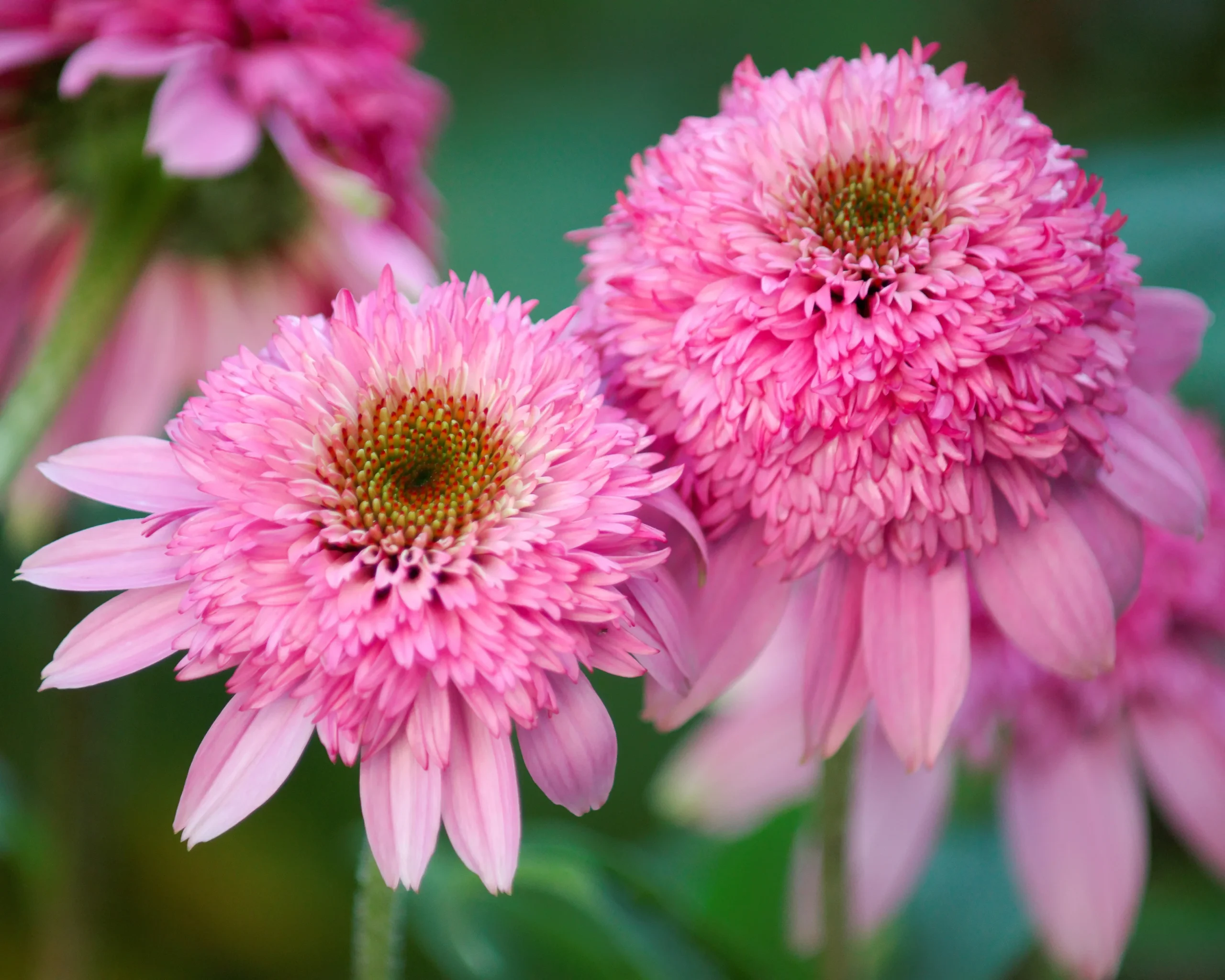 Ežiuolė (Echinacea) ‘Pink Double Delight’