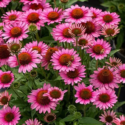 Ežiuolė (Echinacea) ‘SunMagic Vintage Pink’