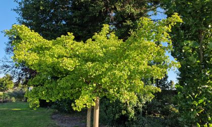 Ginkmedis dviskiautis Ginklo biloba Troll