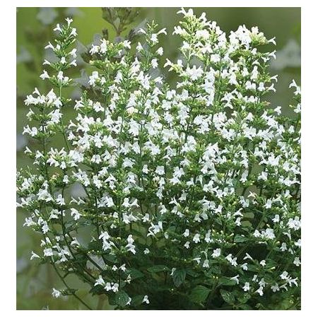 Girmetė (Calamintha nepeta) ‘Marvelette White’
