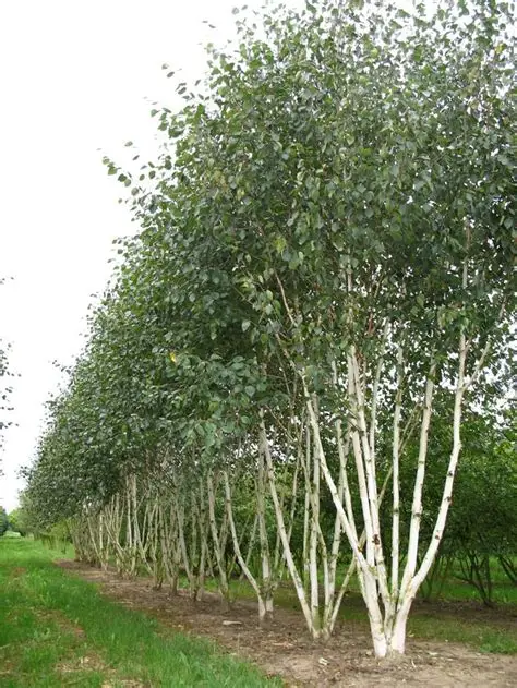 Himalajinis beržas (Betula utilis) ‘Doorenbos‘