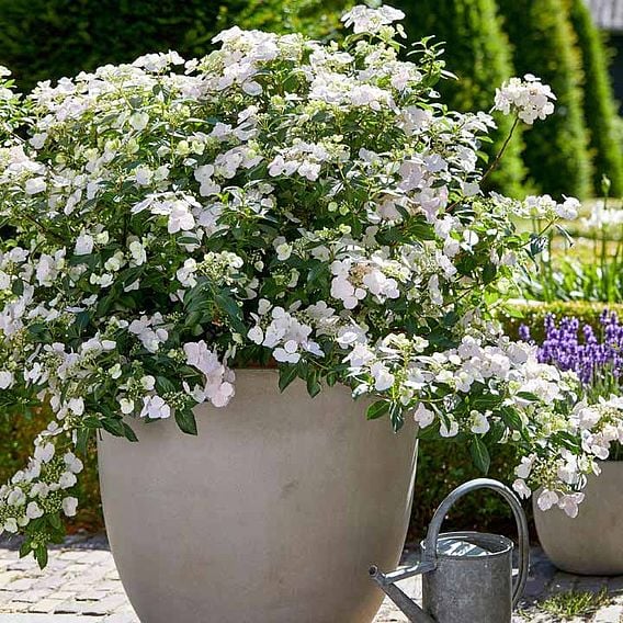 Hortenzija (Hydrangea) ‘Runaway Bride’