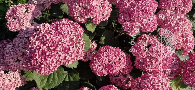 Hortenzija šluotelinė (Hydrangea paniculata) PINKACHU