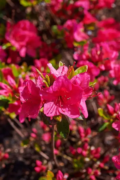 Japoninė azalija ‘Allotria’