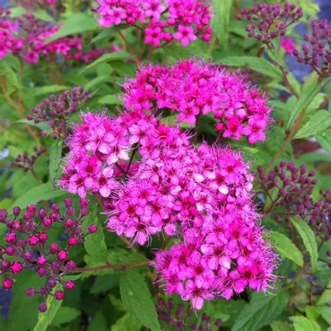 Japoninė lanksva (Spiraea japonica) ‘Anthony Waterer’