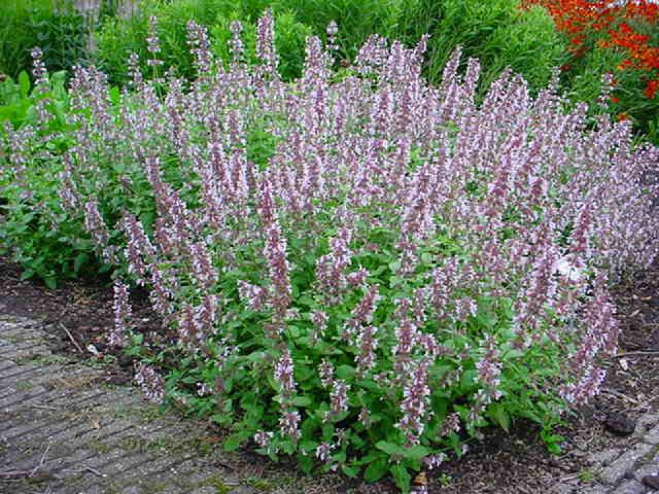 Katžolė (Nepeta grandiflora) ‘Dawn to Dusk’