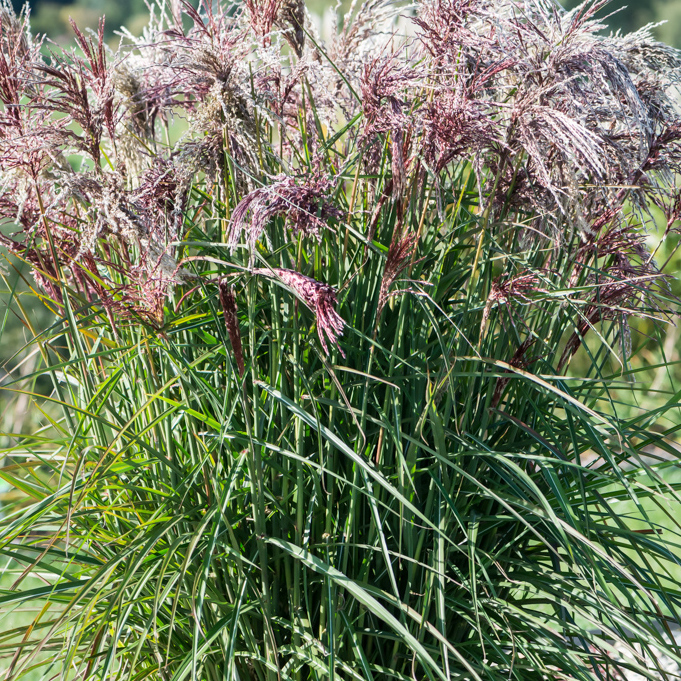 Kininis miskantas (Miscanthus sinensis) ‘Boucle’