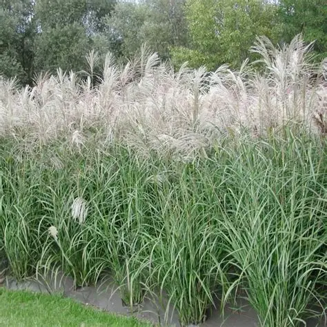 Kininis miskantas (Miscanthus sinensis) ‘Silberfeder’