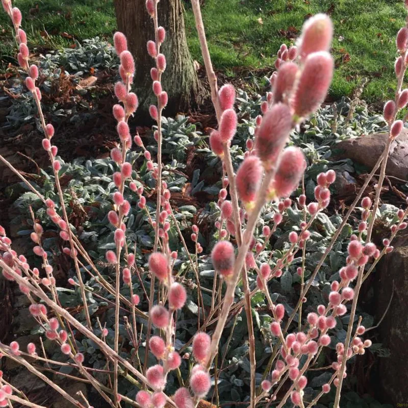 Laibapurkis karklas (Salix gracilistyla) ‘Mount Aso’ (Pa)