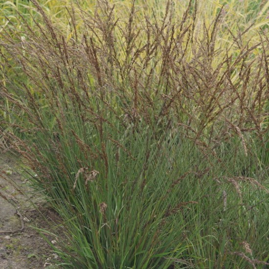 Melsvoji melvenė (Molinia caerulea) ‘Edith Dudszus’