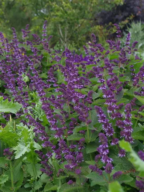 Mentūrinis šalavijas (Salvia verticillata) ‘Hannay’s Blue’