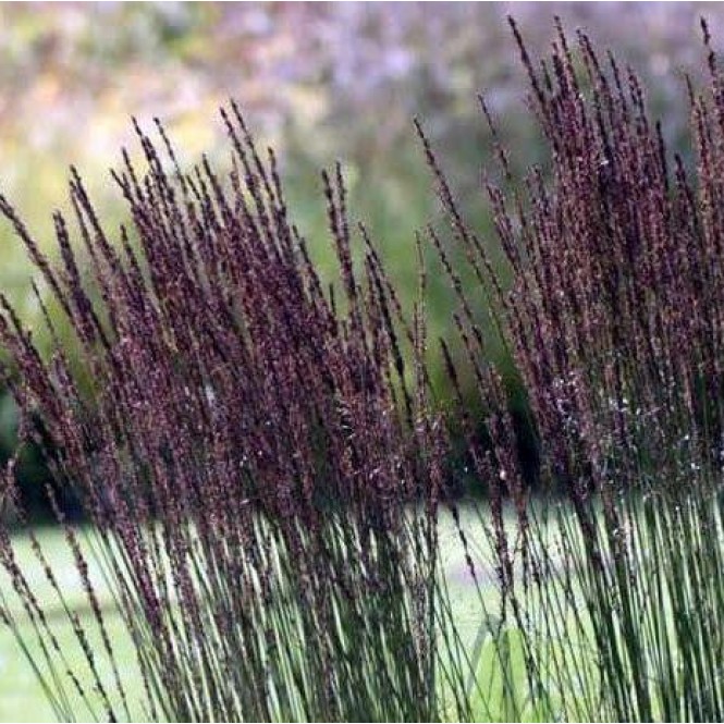 Nendrinė melvenė (Molinia arundinacea) ‘Black Arrows’
