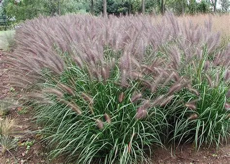 Soruole Sonatos Medelynas