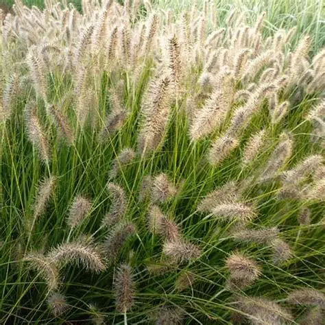Pašiaušėlinė soruolė (Pennisetum alopecuroides) ‘Gelbstiel’