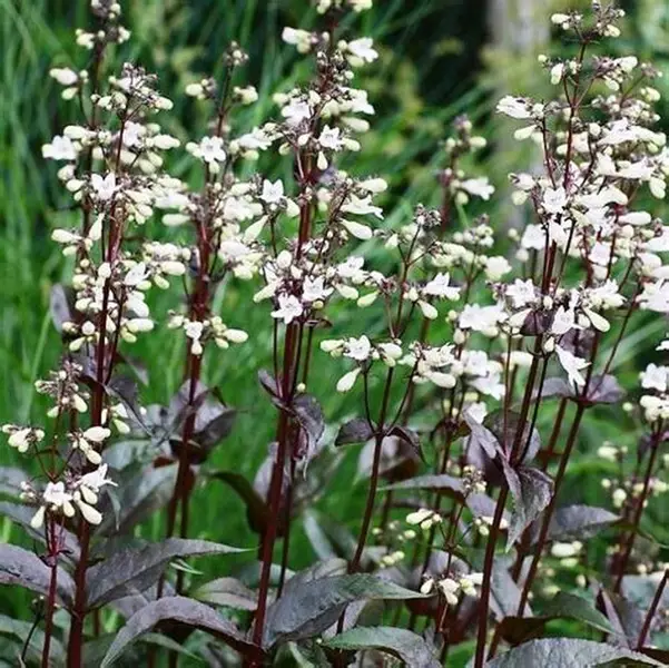 Pirštuotasis penstemonas (Penstemon digitalis) ‘Husker Red’