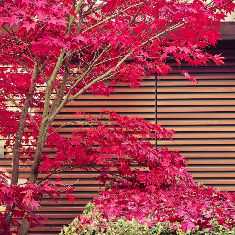 Plaštakinis klevas (Acer palmatum) ‘Atropurpurea’