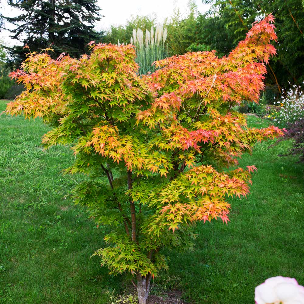 Plaštakinis klevas (Acer palmatum) ‘Orange Dreams’