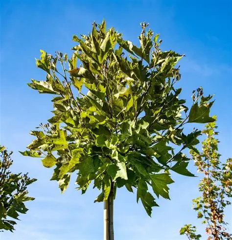 Platanalapis klevas (Acer hispanica) ‘Alpens Globe’