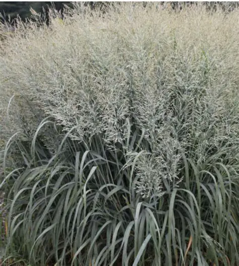 Rykštėtoji sora (Panicum virgatum) ‘Blue Fountain’