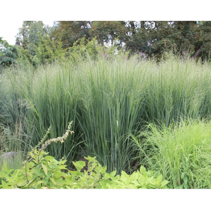 Rykštėtoji sora (Panicum virgatum) ‘Northwind’