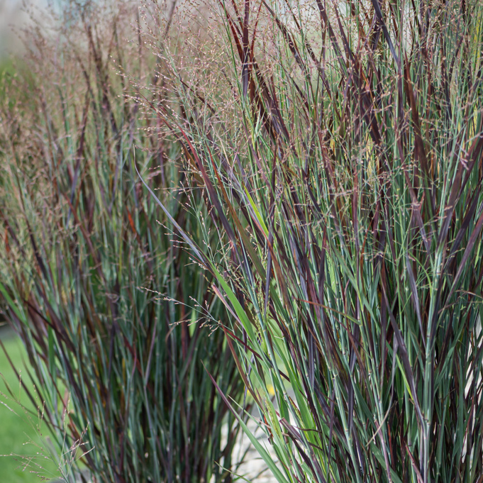 Rykštėtoji sora (Panicum virgatum) ‘Nosferatu’