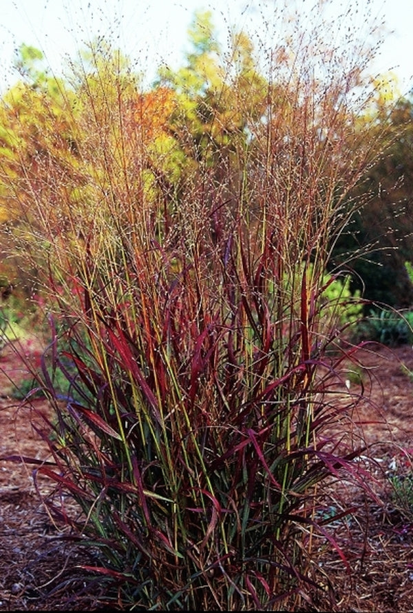Rykštėtoji sora (Panicum virgatum) ‘Sangria’
