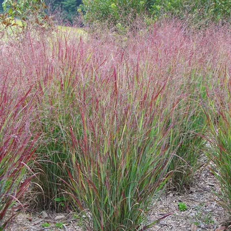 Rykštėtoji sora (Panicum virgatum) ‘Shenandoah’