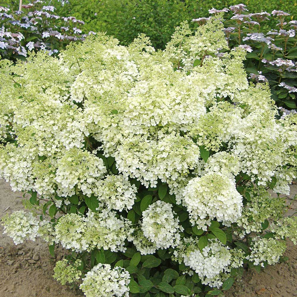 Šluotelinė hortenzija (Hydrangea paniculata) ‘Bobo’