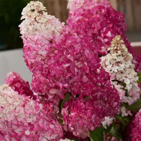 Šluotelinė hortenzija (Hydrangea paniculata) ‘Fraise Melba’