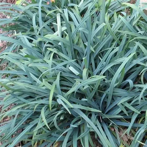 Viksva (Carex laxiculmis) ‘Bunny Blue’
