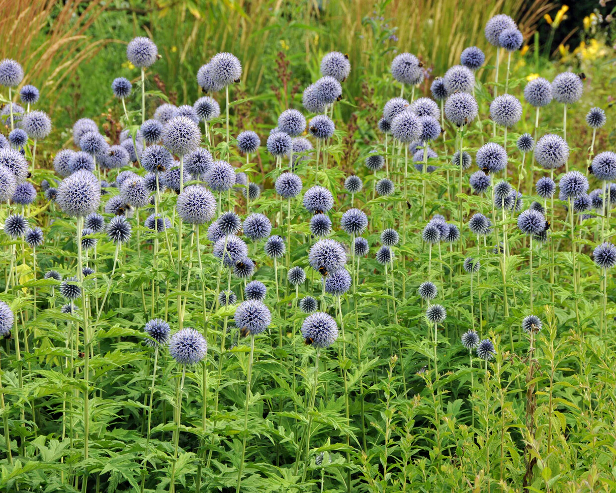 Žydrasis bandrenis (Echinops Ritro)