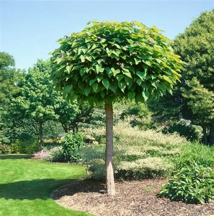 katalpa-paprastoji-catalpa-bignonioides-nana-