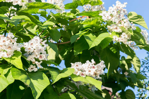 katalpa-paprastoji-catalpa-bignonioides-nana2