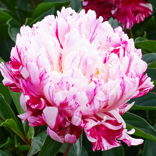 Bijūnas (Paeonia lactiflora) ‘Candy Stripe’