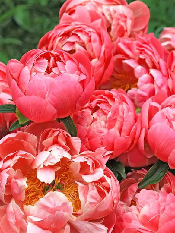 Bijūnas (Paeonia lactiflora) ‘Coral Sunset’