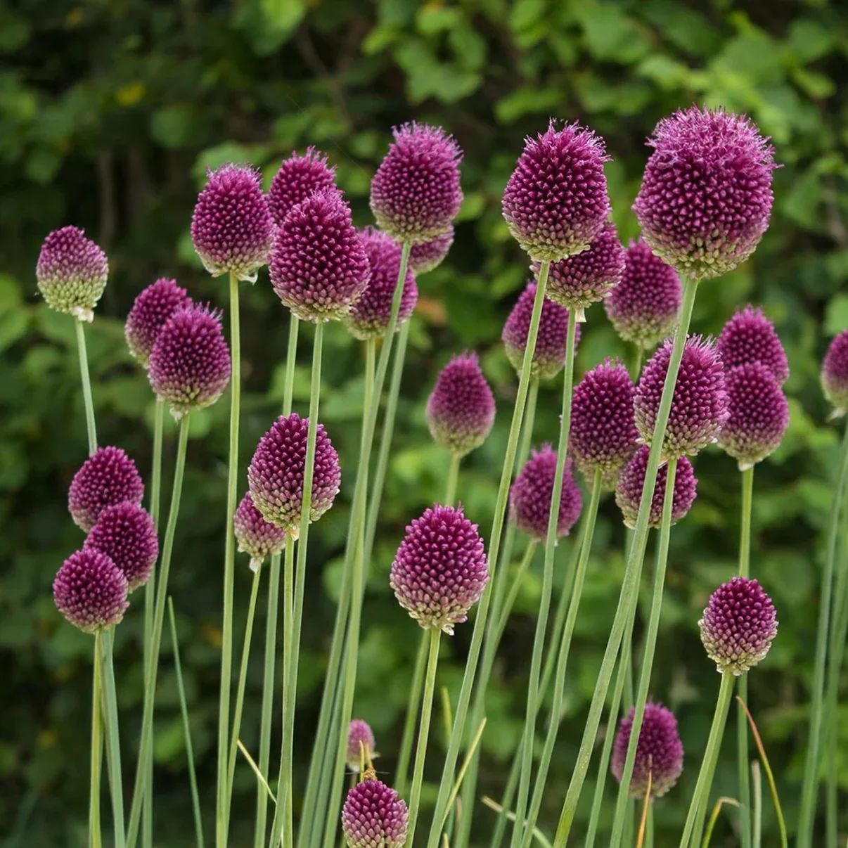 Česnakas kiaušininis (Allium sphaerocephalon)
